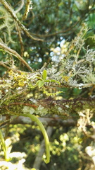 Angraecum chamaeanthus