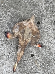Ogcocephalus