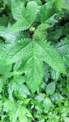 Girardinia diversifolia