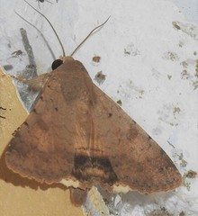 Pandesma anysa