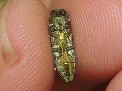 Agaeocera scintillans