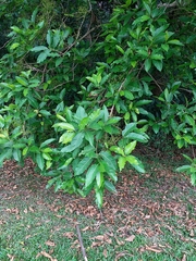 Syzygium nervosum