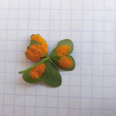 Puccinia oxalidis