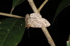 Percnia fumidaria