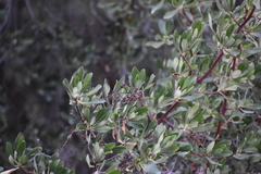 Escallonia resinosa