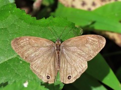 Euptychoides laccine