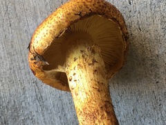Pholiota jahnii
