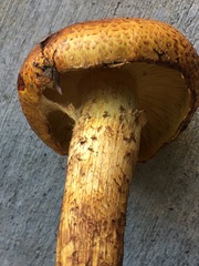 Pholiota jahnii