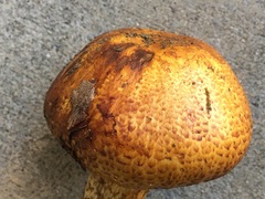Pholiota jahnii