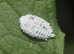 Phenacoccus giganteus