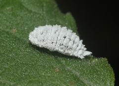 Phenacoccus giganteus