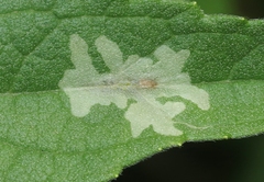 Calycomyza platyptera