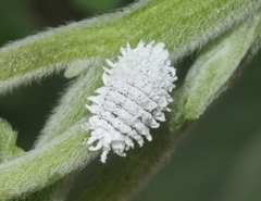 Phenacoccus giganteus