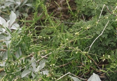 Metastelma arizonicum