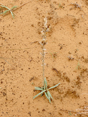 Penstemon angustifolius venosus