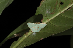 Comostola meritaria