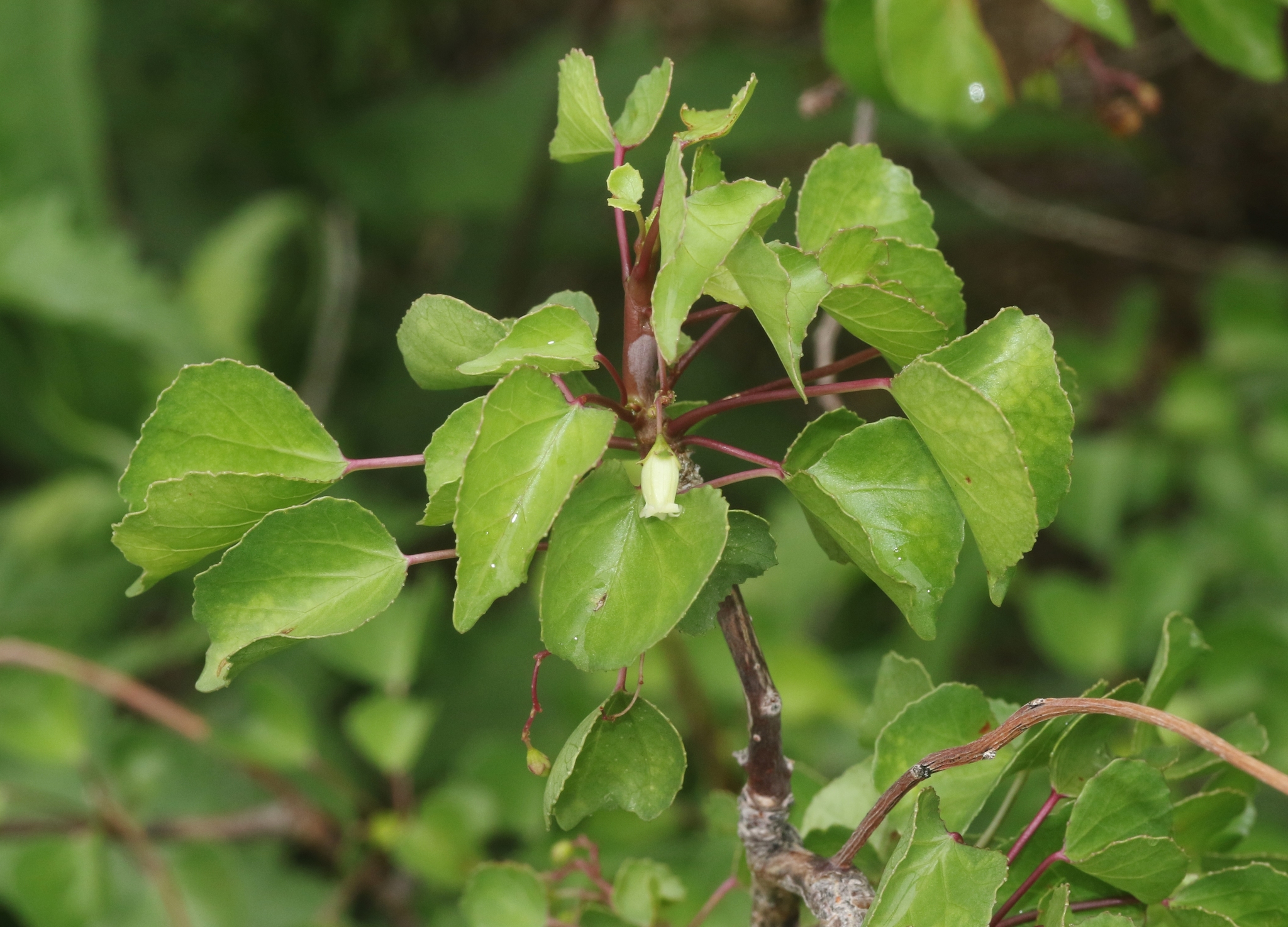 Jatropha cardiophylla