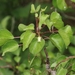 Jatropha cardiophylla - Photo 由 James Bailey 所上傳的 (c) James Bailey，保留部份權利CC BY-NC