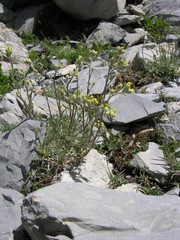 Artemisia umbelliformis