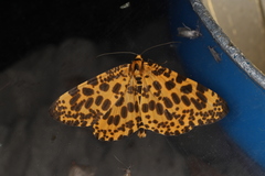 Epobeidia tigrata