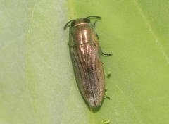 Agaeocera scintillans