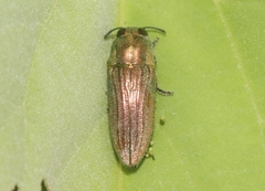 Agaeocera scintillans