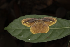 Pareumelea eugeniata