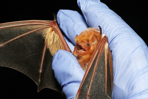 Eastern Red Bat photographed in Ohio