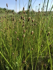Eleocharis compressa