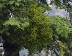 Phoradendron pauciflorum