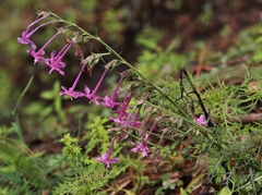 Ipomopsis macrosiphon