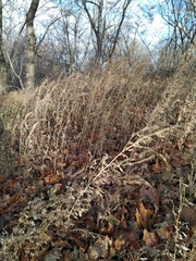 Chenopodium suecicum