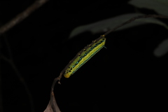 Macroglossum passalus