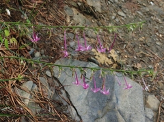 Ipomopsis macrosiphon