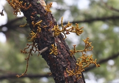 Arceuthobium vaginatum