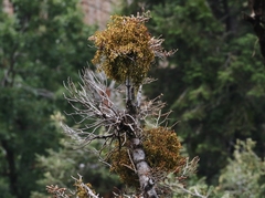 Phoradendron pauciflorum