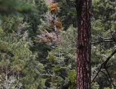 Phoradendron pauciflorum