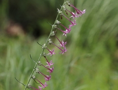 Ipomopsis macrosiphon