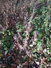 Chenopodium suecicum