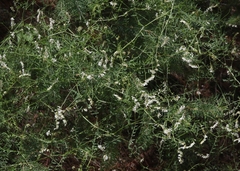 Vicia pulchella