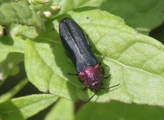 Agrilus huachucae
