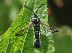 Carmenta engelhardti