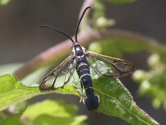 Carmenta engelhardti