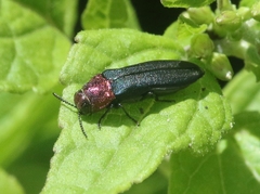 Agrilus huachucae