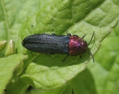 Agrilus huachucae
