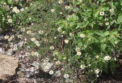 Erigeron neomexicanus