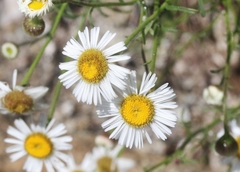 Erigeron neomexicanus