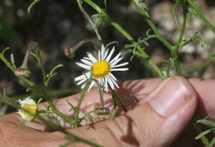 Erigeron neomexicanus