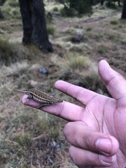 Sceloporus bicanthalis