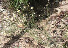 Erigeron neomexicanus